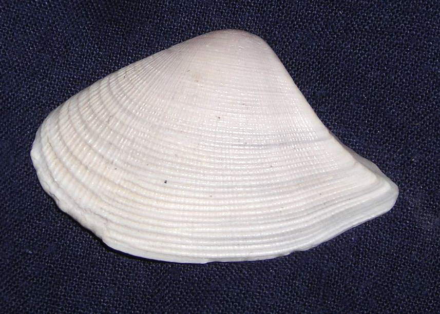 Aiuto con identificazione